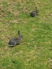 Sylvilagus audubonii