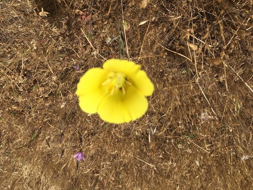 iNaturalist observation photo of Yellow Mariposa Lily