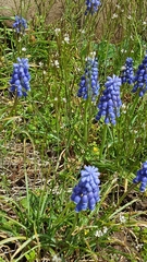Muscari botryoides