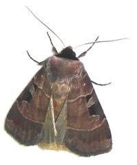 Agnorisma bugrai