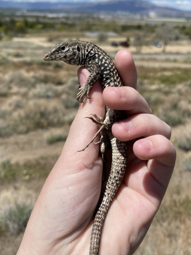 Western Whiptail from Hidden Valley Regional Park, Reno, NV, US on May ...