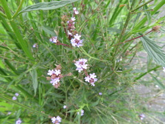Verbena brasiliensis
