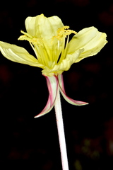Oenothera flava