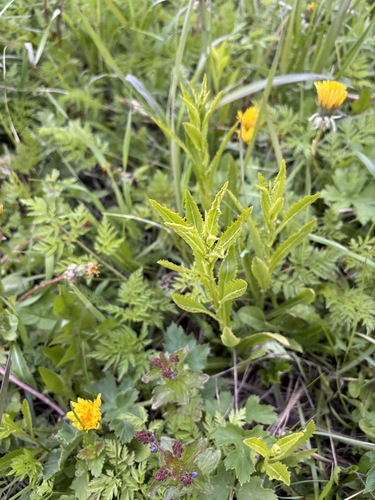 Rorippa austriaca iNat (2)