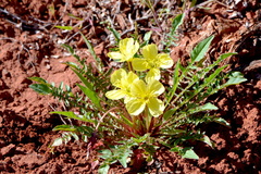 Oenothera flava