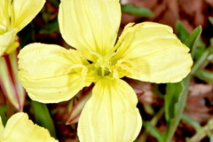 Oenothera flava