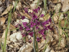 Allium crispum