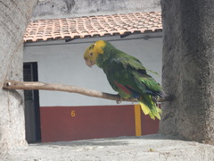 Amazona oratrix
