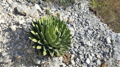 Agave victoriae-reginae
