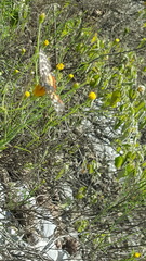 Porophyllum scoparium