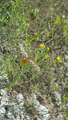 Porophyllum scoparium