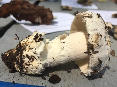 Amanita protecta