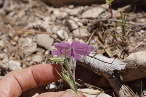 Image of Phlox nana by (c) Lyrae, some rights reserved (CC BY)