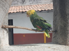 Amazona oratrix