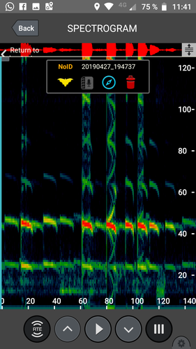 Gray Sac-winged Bat