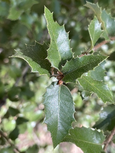 iNaturalist observation photo of high-latitude oaks