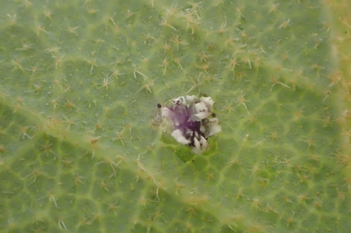 iNaturalist observation photo of Crown Whitefly