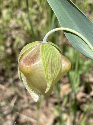 iNaturalist observation photo of White Globe Lily