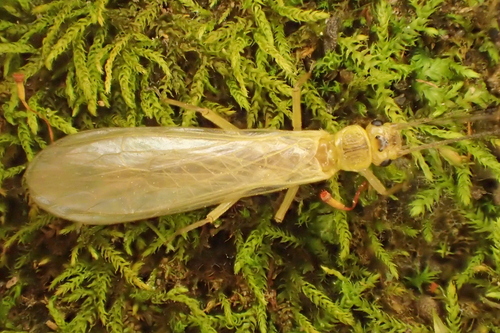 iNaturalist observation photo of Green Stoneflies