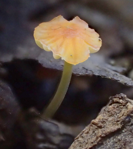 iNaturalist observation photo of orange bonnet