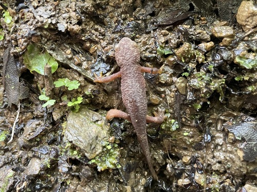 iNaturalist observation photo of California Newt