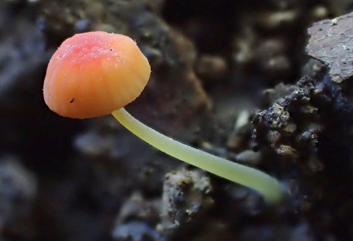 iNaturalist observation photo of orange bonnet