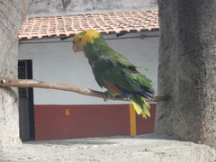 Amazona oratrix