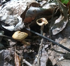 Meottomyces