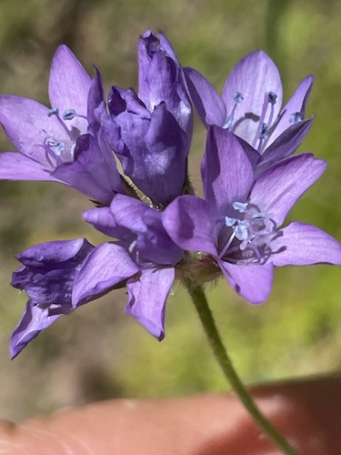 iNaturalist observation photo of California gilia