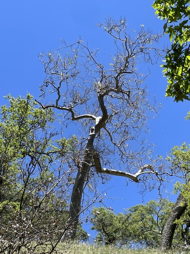 iNaturalist observation photo of American sycamore