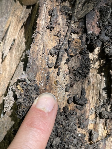 iNaturalist observation photo of Volutella