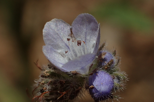 iNaturalist observation photo of Brewer's phacelia