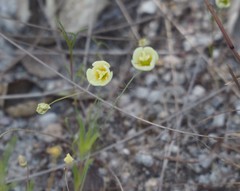 Hesperomecon linearis