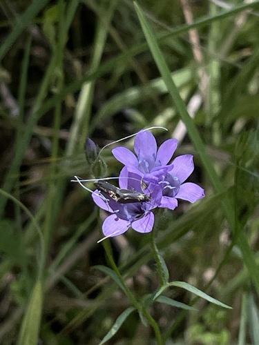 iNaturalist observation photo of Adela singulella