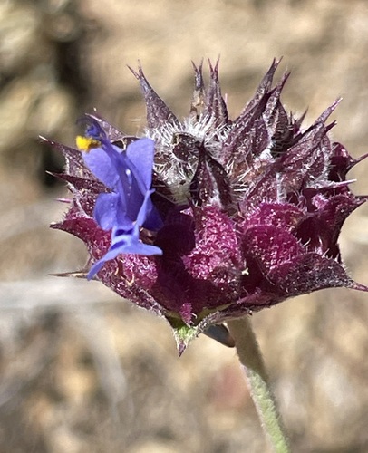 iNaturalist observation photo of Chia