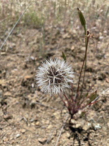 iNaturalist observation photo of silverpuffs