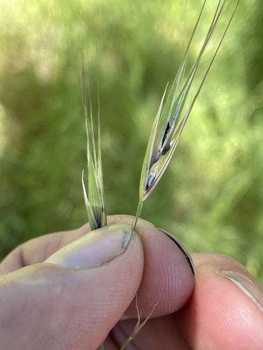 iNaturalist observation photo of brome smut fungus