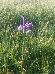 Iris reichenbachiana