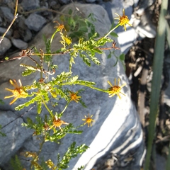 Chrysactinia pinnata