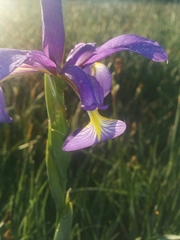 Iris reichenbachiana