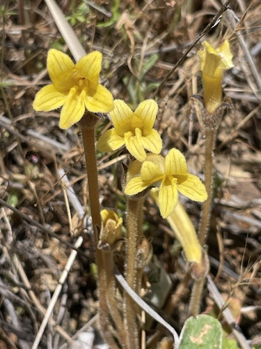iNaturalist observation photo of yellow clustered broomrape
