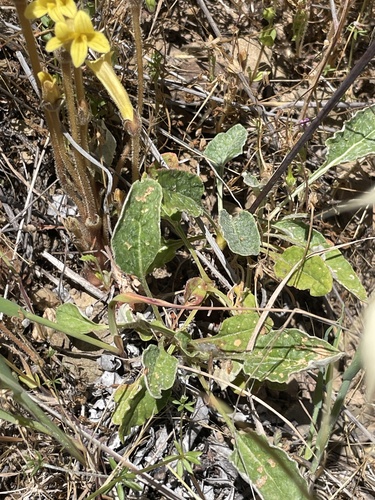 iNaturalist observation photo of Naked Buckwheat