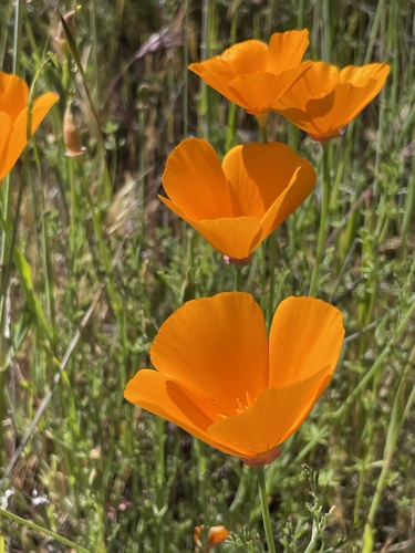 iNaturalist observation photo of California poppy