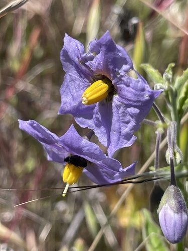 iNaturalist observation photo of bluewitch nightshade