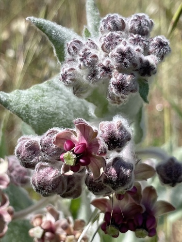 iNaturalist observation photo of California milkweed