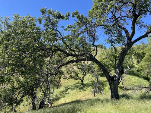 iNaturalist observation photo of California black oak