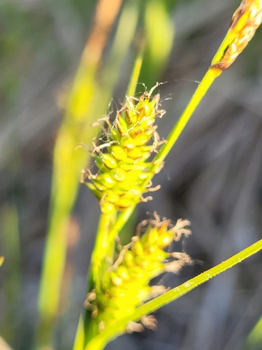 Image of Carex hostiana by (c) Bobo-X, some rights reserved (CC BY)