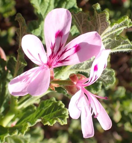 Image of Pelargonium panduriforme by (c) Nicola van Berkel, some rights reserved (CC BY-SA)