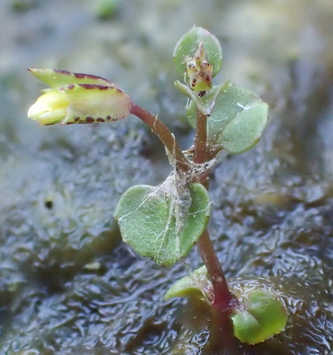 iNaturalist observation photo of shy monkeyflower