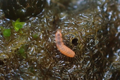iNaturalist observation photo of Insects